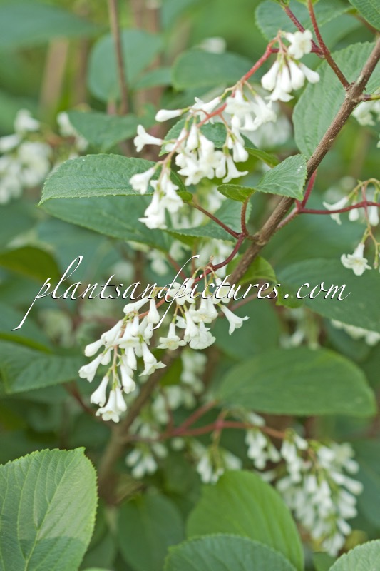 Viburnum erubescens var. gracillipes
