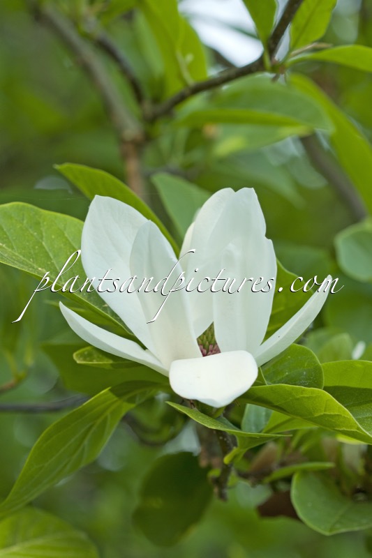 Magnolia soulangeana ‘Alba Superba’