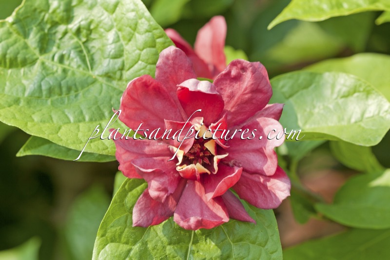 Calycanthus raulstonii ‘Hartlage Wine’