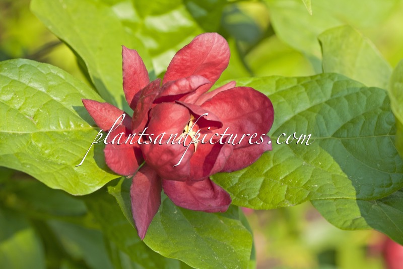Calycanthus raulstonii ‘Hartlage Wine’