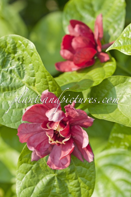 Calycanthus raulstonii ‘Hartlage Wine’
