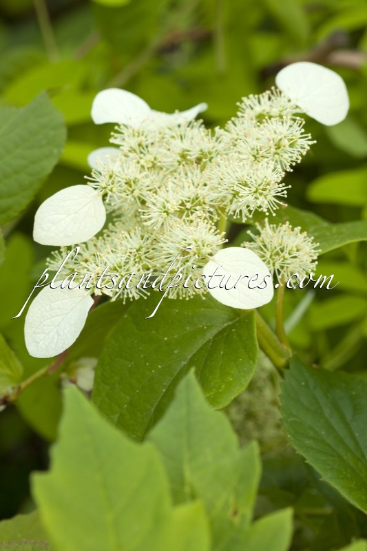 Schizophragma hydrangeoides ‘Cordifolium’