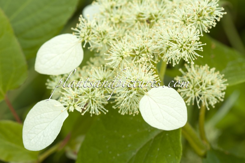 Schizophragma hydrangeoides ‘Cordifolium’