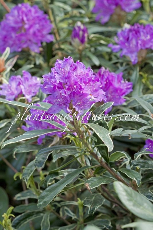 Rhododendron ponticum ‘Variegatum’