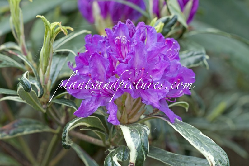Rhododendron ponticum ‘Variegatum’