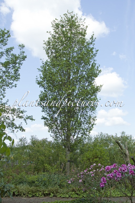 Alnus glutinosa ‘Pyramidalis’