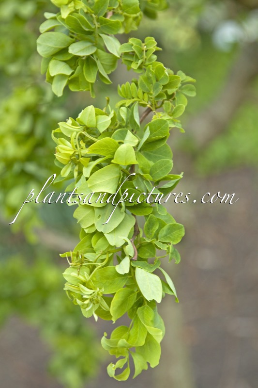 Robinia pseudoacacia ‘Lace Lady’ (TWISTY BABY)