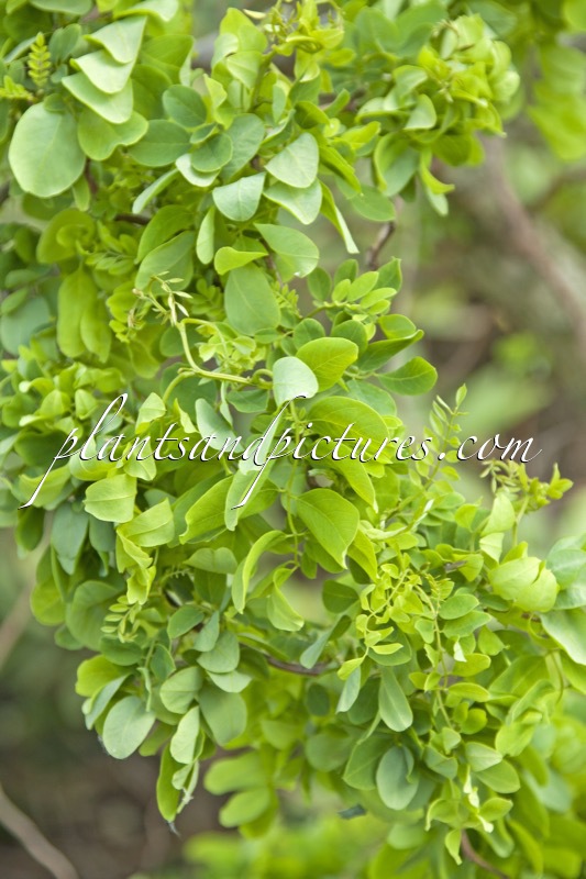 Robinia pseudoacacia ‘Lace Lady’ (TWISTY BABY)