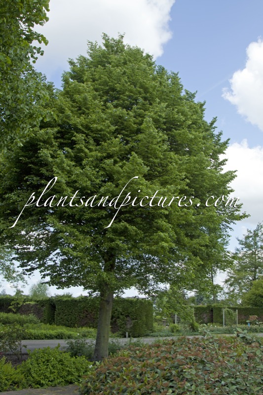 Tilia cordata ‘Böhlje’