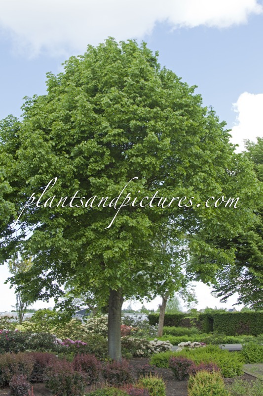 Tilia europaea ‘Zwarte Linde’