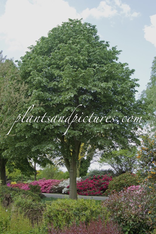 Tilia tomentosa ‘Brabant’