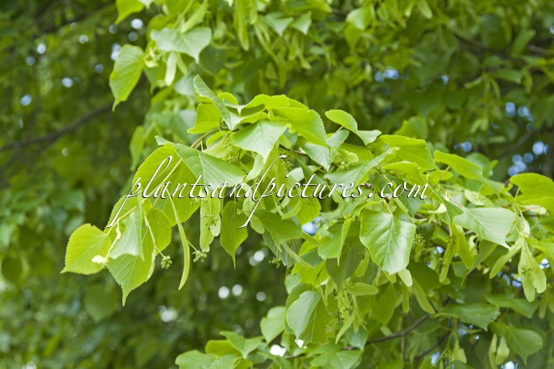 Tilia europaea ‘Pallida’