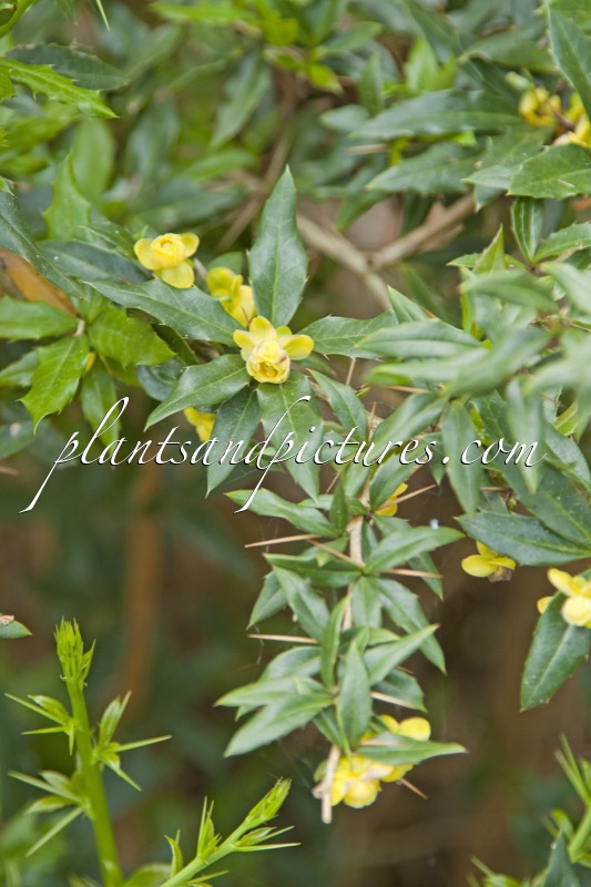 Berberis hybrido-gagnepainii ‘Chenaultii’