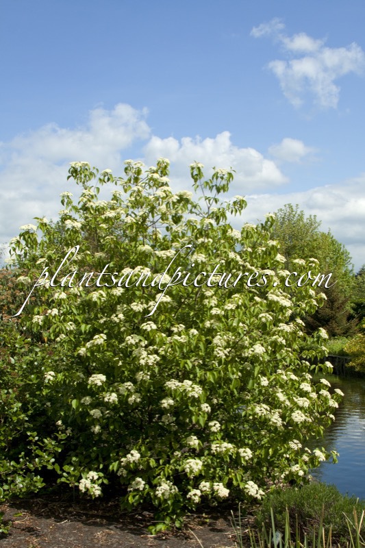 Viburnum lentago