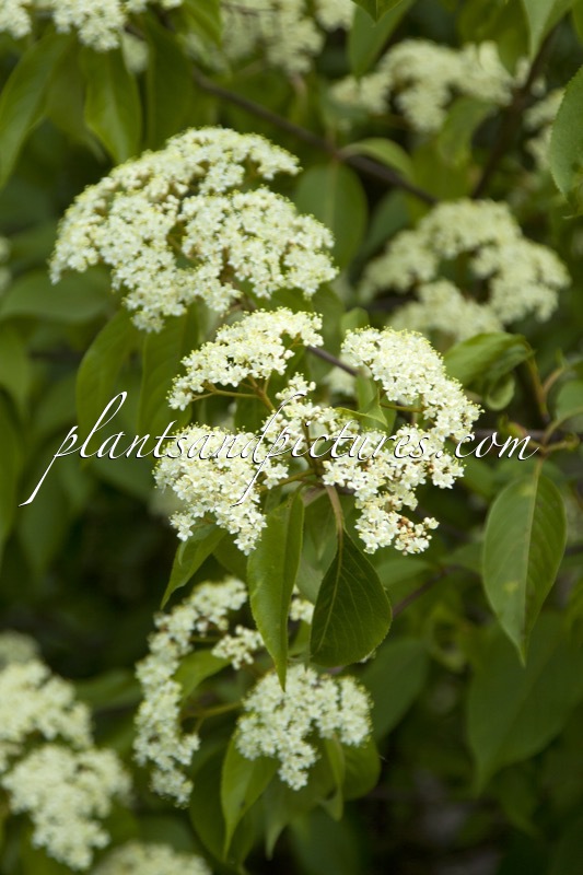 Viburnum lentago