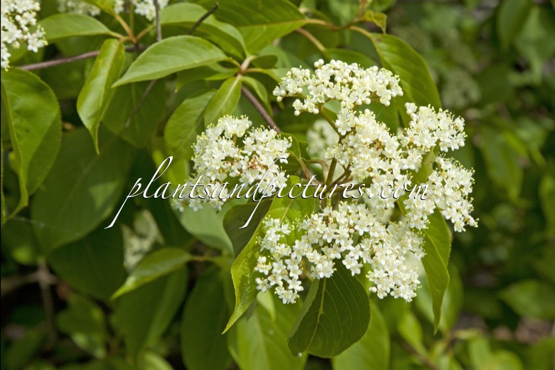 Viburnum lentago