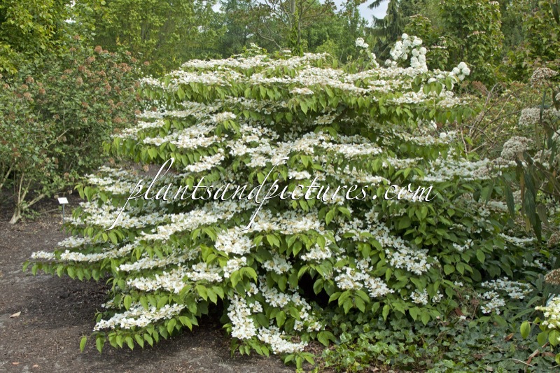 Viburnum plicatum ‘Shasta’