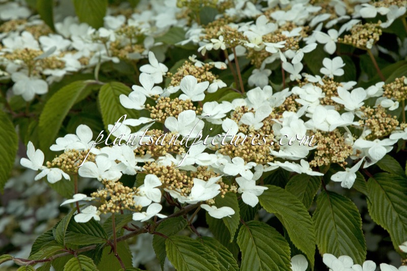 Viburnum plicatum ‘Shasta’