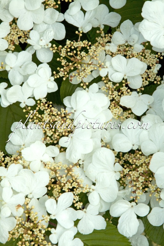 Viburnum plicatum ‘Shasta’