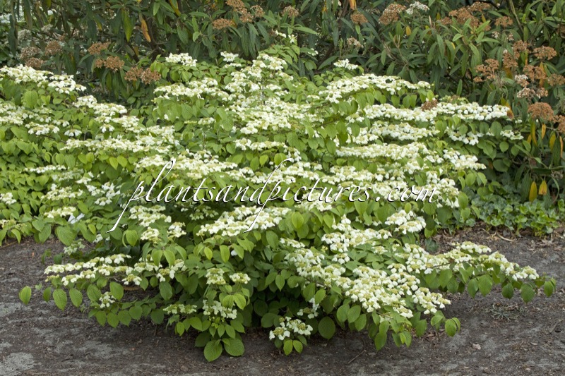 Viburnum plicatum ‘Cascade’