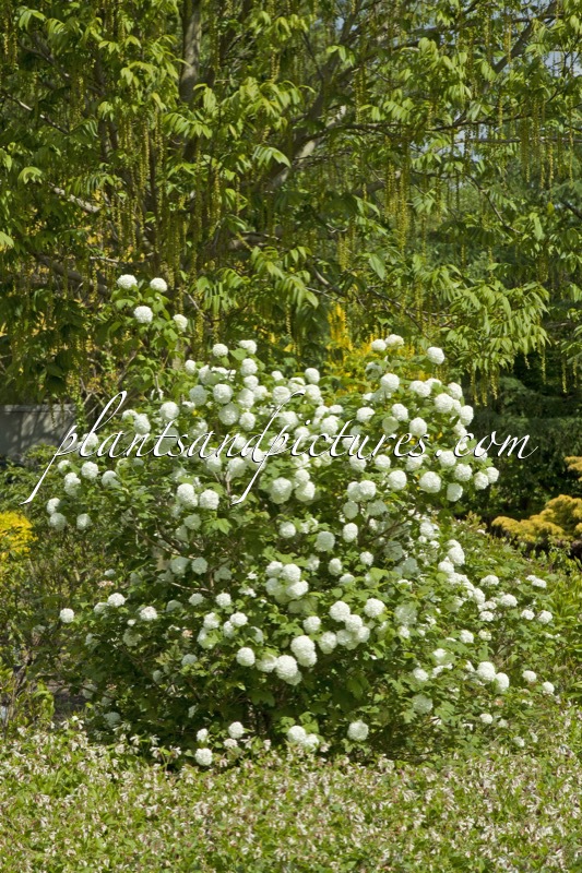 Viburnum opulus ‘Roseum’
