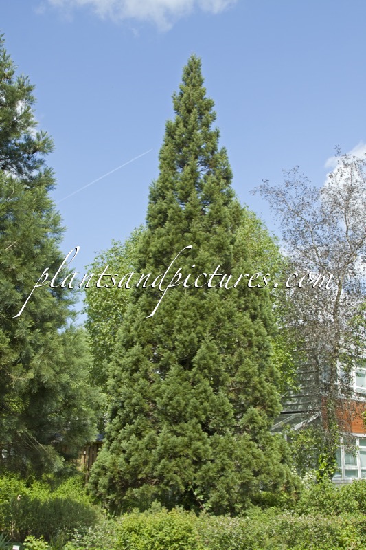 Sequoiadendron giganteum ‘Glaucum’