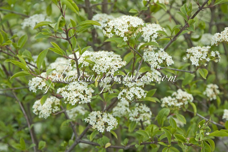 Viburnum prunifolium
