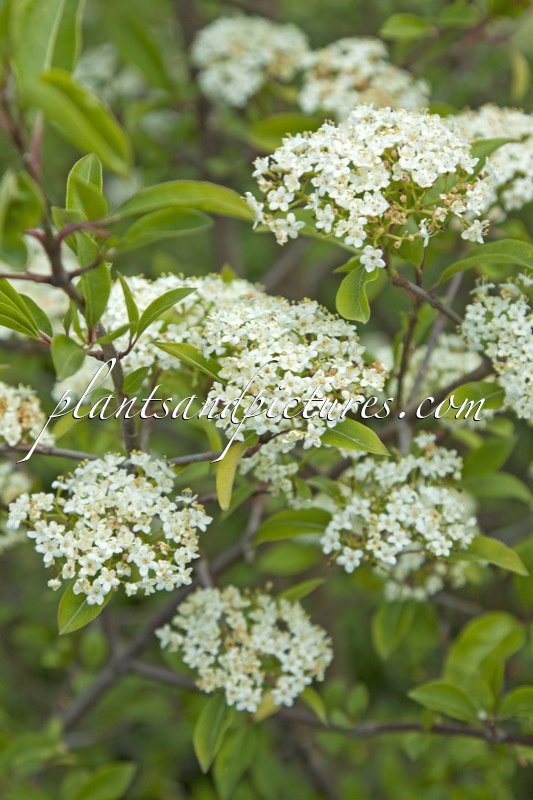 Viburnum prunifolium