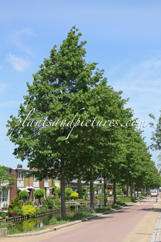Alnus spaethii ‘Spaeth’