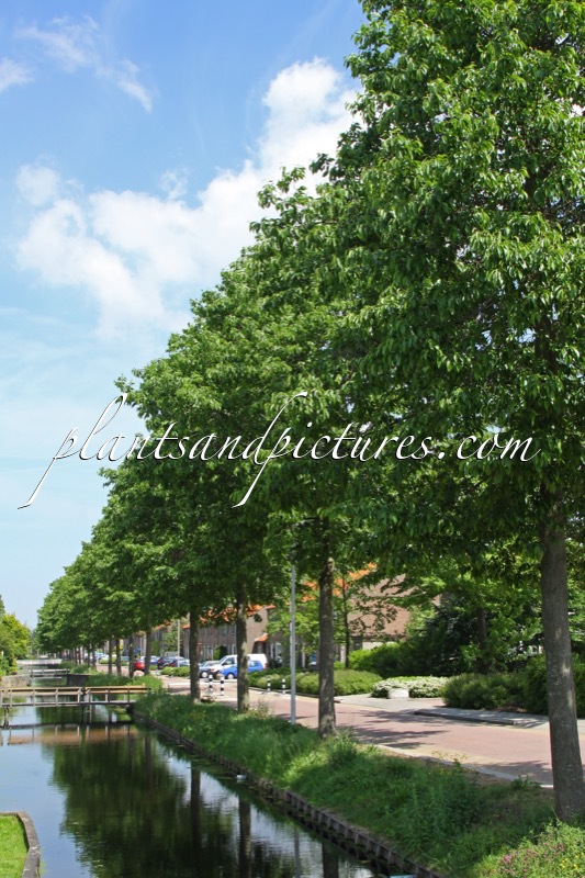 Alnus spaethii ‘Spaeth’