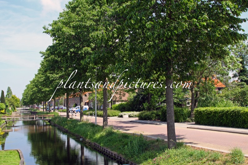 Alnus spaethii ‘Spaeth’