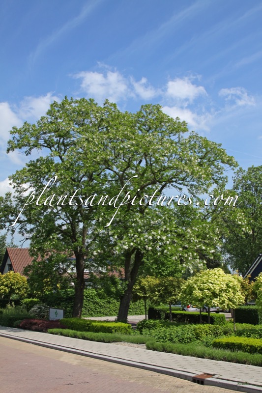 Robinia pseudoacacia
