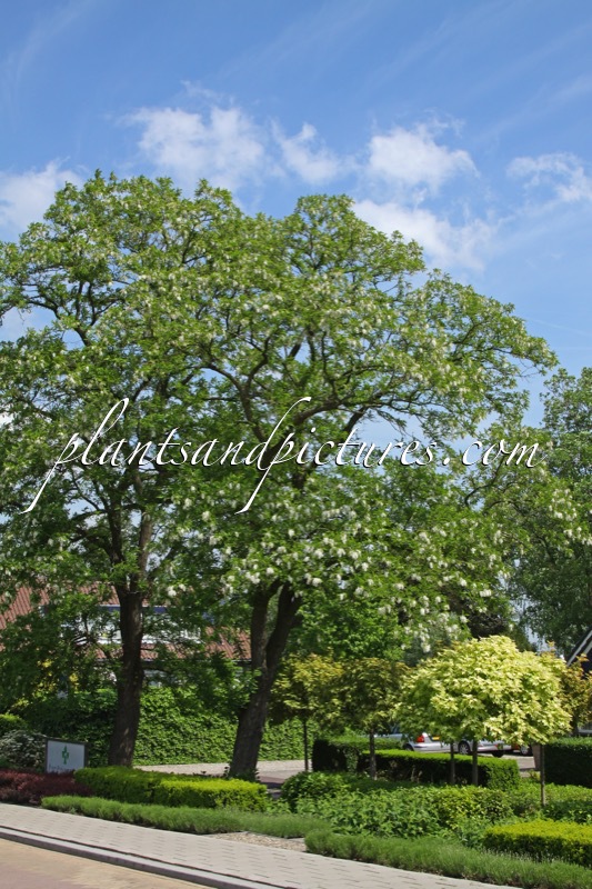 Robinia pseudoacacia