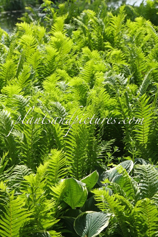 Mattheuccia struthiopteris