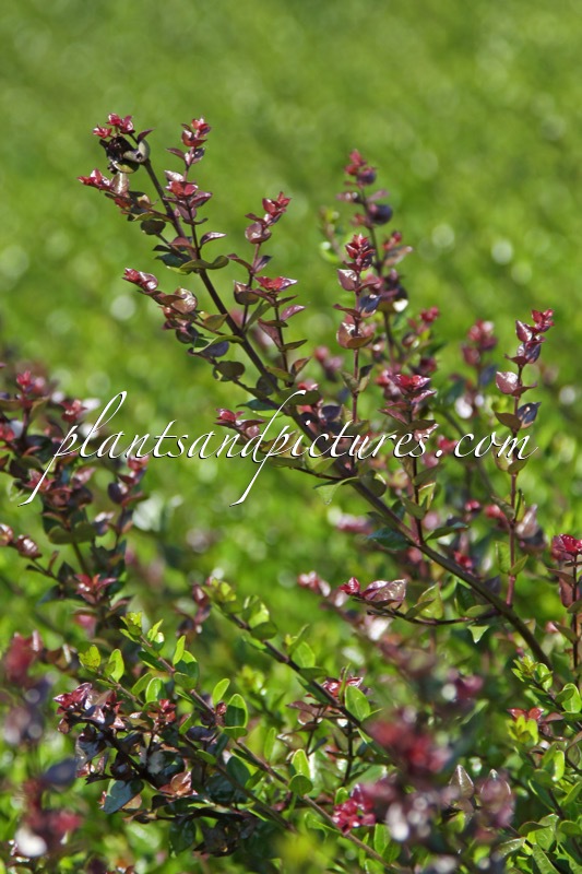 Lonicera nitida ‘Red Tips’