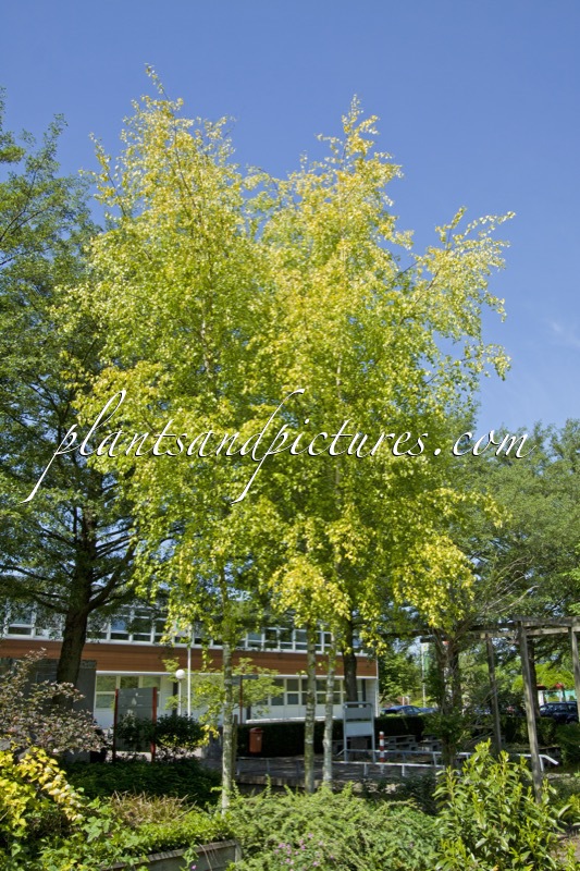 Betula pendula ‘Schneverdinger Goldbirke’
