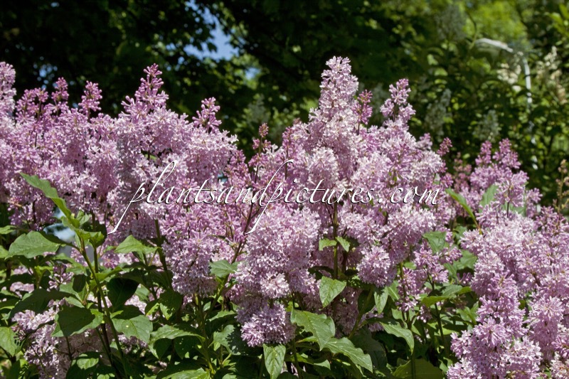 Syringa ‘Redwine’