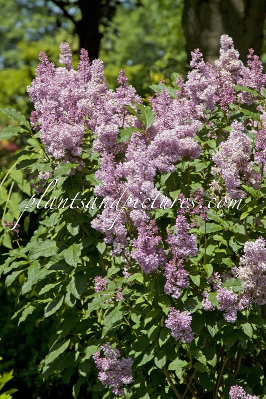 Syringa ‘Redwine’