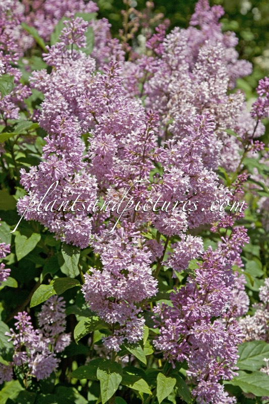Syringa ‘Redwine’