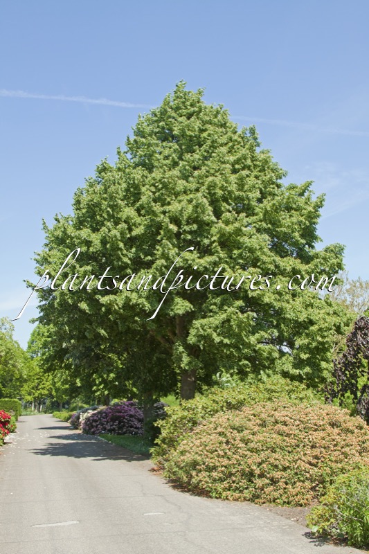 Tilia cordata ‘Greenspire’