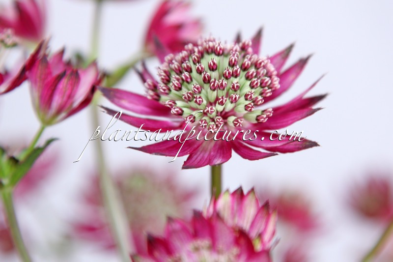 Astrantia major ‘Star of Treasure’