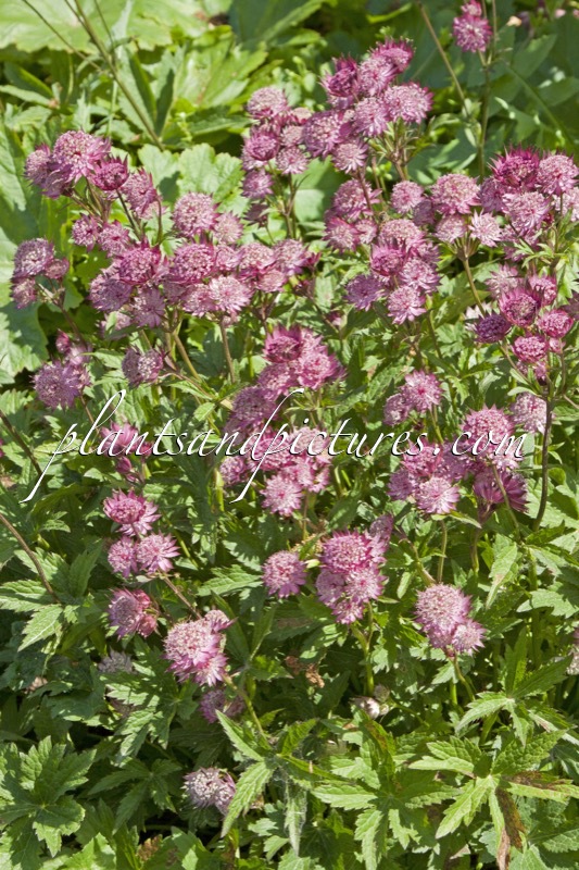 Astrantia major ‘Claret’