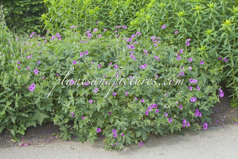 Geranium ‘Patricia’