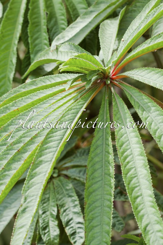 Begonia luxurians