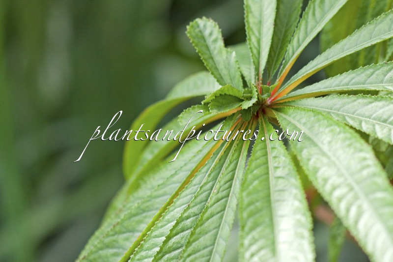 Begonia luxurians