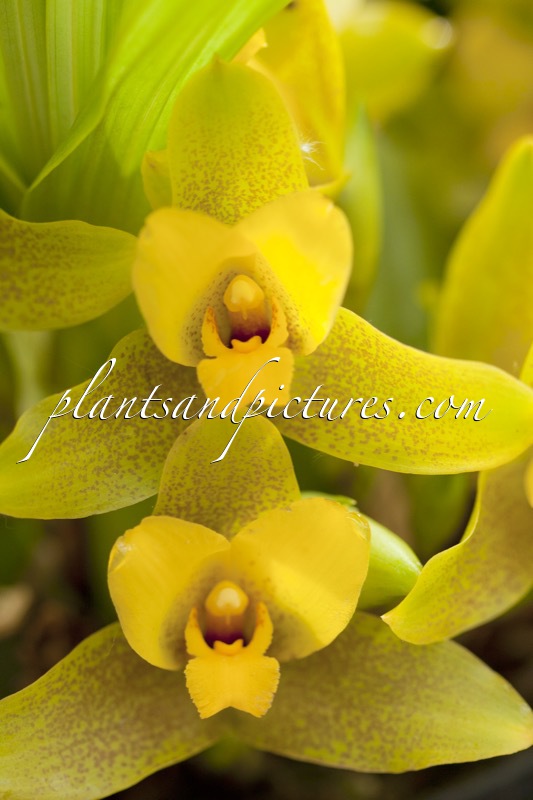 Lycaste cobbiana x L. dowiana
