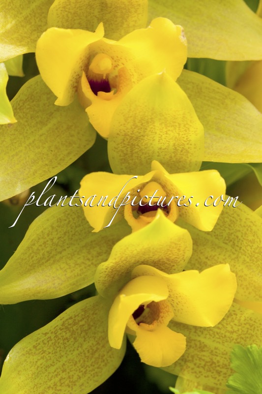 Lycaste cobbiana x L. dowiana