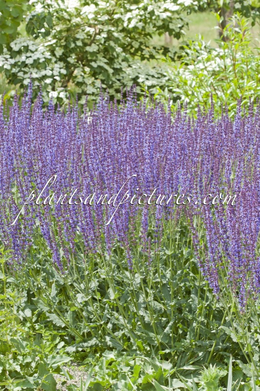 Salvia sylvestris ‘Dear Anja’
