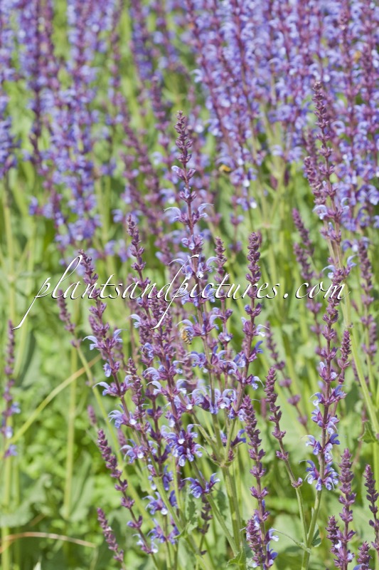 Salvia sylvestris ‘Dear Anja’