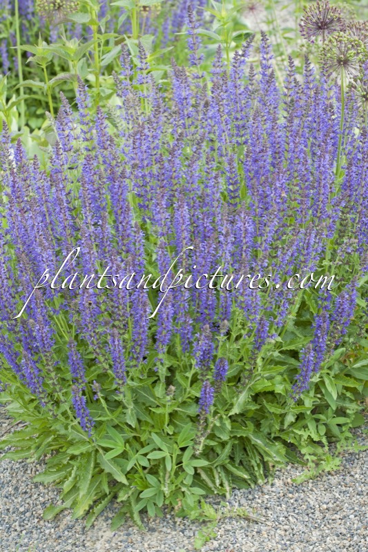 Salvia sylvestris ‘Rügen’